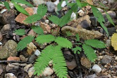 Chamaecrista nictitans