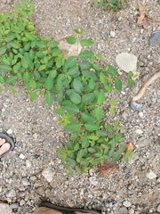 Apocynum androsaemifolium