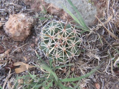 Coryphantha clavata