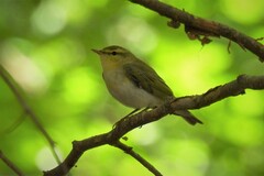 Phylloscopus sibilatrix