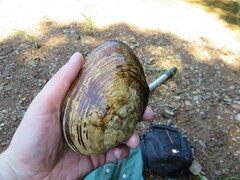 Ortmanniana ligamentina