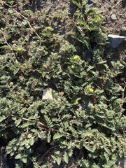Tribulus terrestris
