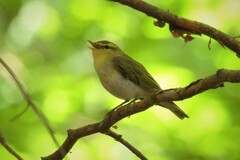 Phylloscopus sibilatrix
