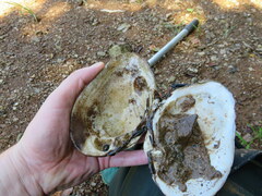 Ortmanniana ligamentina