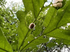 Druon quercusflocci