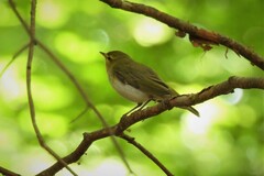 Phylloscopus sibilatrix