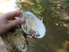 Ortmanniana ligamentina