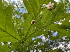 Druon quercusflocci