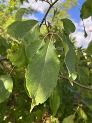Malus baccata