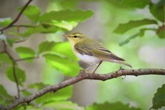 Phylloscopus sibilatrix