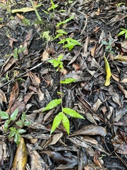 Oplismenus hirtellus