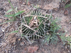 Echinofossulocactus pentacanthus