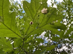 Druon quercusflocci