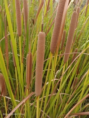 Typha domingensis