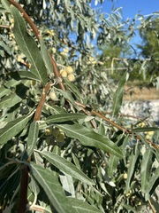 Elaeagnus angustifolia