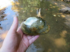 Ortmanniana ligamentina