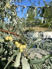 Elaeagnus angustifolia