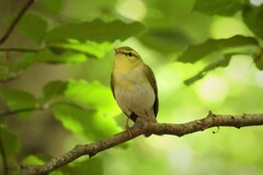 Phylloscopus sibilatrix