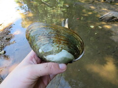 Ortmanniana ligamentina