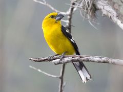 Pheucticus chrysogaster