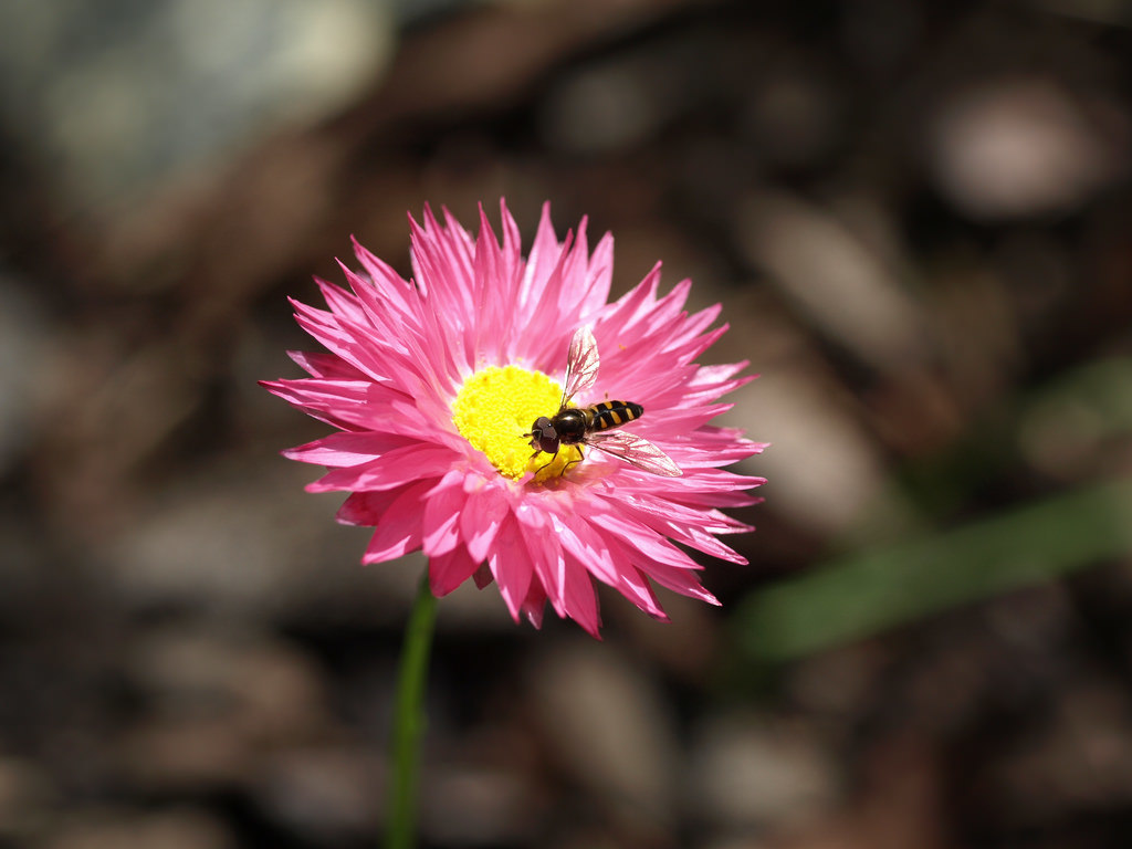 Rhodanthe chlorocephala