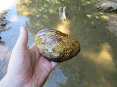 Ortmanniana ligamentina