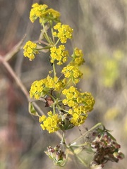 Bupleurum falcatum