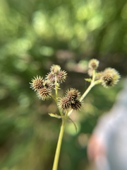 Sanicula canadensis