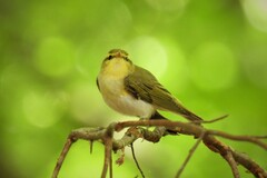 Phylloscopus sibilatrix