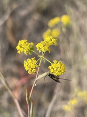Bupleurum falcatum