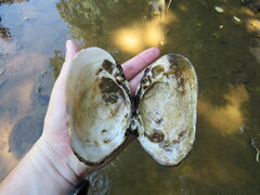 Ortmanniana ligamentina