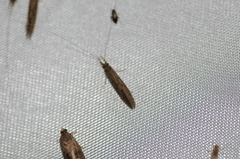 Oecetis