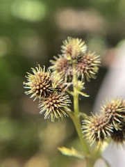 Sanicula canadensis