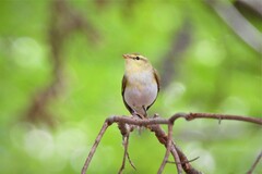 Phylloscopus sibilatrix