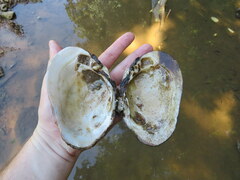 Ortmanniana ligamentina