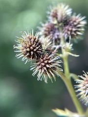 Sanicula canadensis