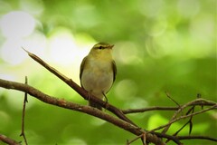 Phylloscopus sibilatrix