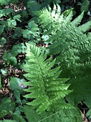 Dryopteris filix-mas