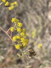 Bupleurum falcatum