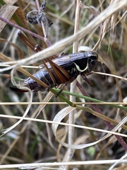 Roeseliana roeselii