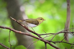 Phylloscopus sibilatrix