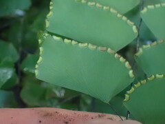 Adiantum trapeziforme
