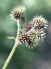 Sanicula canadensis