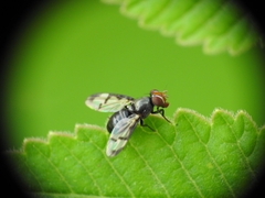 Herina lacustris