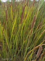 Typha domingensis