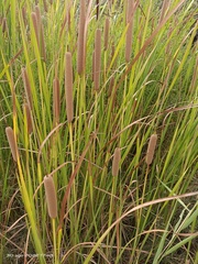 Typha domingensis