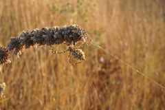 Argiope lobata