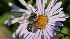 Megachilidae