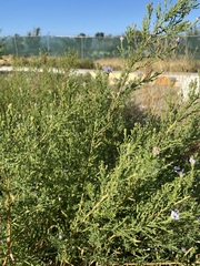 Symphyotrichum dumosum