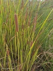 Typha domingensis